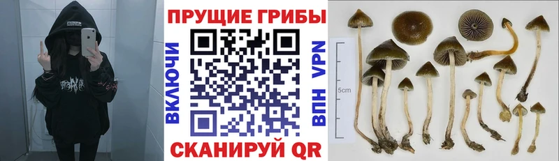 Псилоцибиновые грибы GOLDEN TEACHER  OMG сайт  Бугуруслан 
